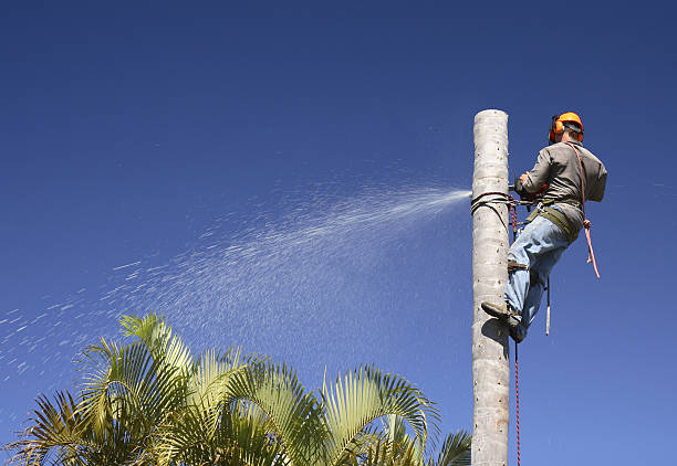 Leaf Removal in Annandale, MN