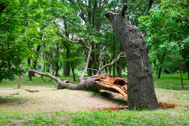 How Our Tree Care Process Works  in  Annandale, MN